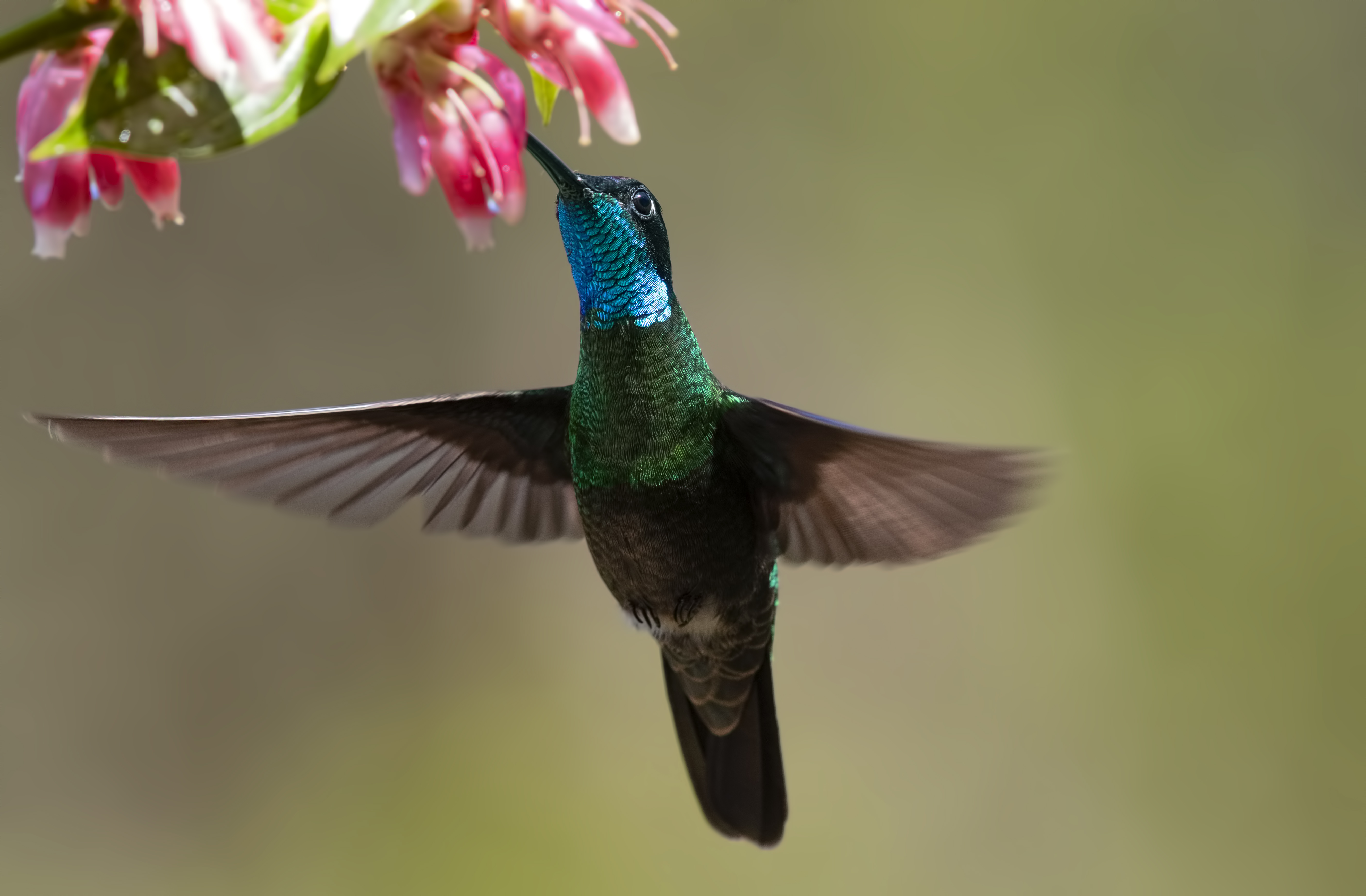 Rivoli's Hummingbird